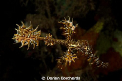 Harlequin Ghost Pipefish.Used Nikon D300,60 mm Micro lens... by Dorian Borcherds 